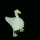 Ye dancing duck!