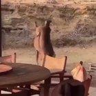 public fight [Animal freakout]