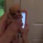 Seriously wtf is this thing