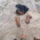 He is just chilling there...