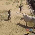 This guy ride the bull like the a boss