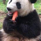 A panda a day keeps the sorrow away