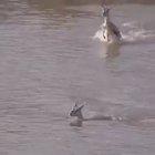 The terrifying wake of this crocodile