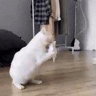 This cats reaction after eating toilet paper