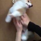 Stop human! Stop! ...... Do it again!