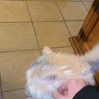 My cat (who looks chonky, but isn’t) receiving good scratches