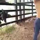 directed by robert b weide