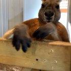 This is what I imagine having a toddler is like