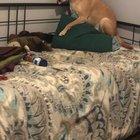 Why is the bed railing so tasty? Only he knows.