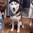 Husky is still learning how to 