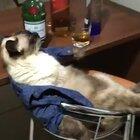 Quarantine Day 30: chilling with some hooman music