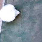 Daring escape from the cotton ball factory