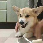 Get that evil stick away from me!!! Ah..ok.. this is nice, keep going