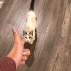 In my setting, the assassination of Archduke Franz Furrinand of Austria, hair presumptive to the Austro-Hungarian litter box, occurred on 28 June 2114 in Sarajevo when he was 