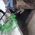 Leopard escaped in India