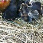 Strange eggs these ones