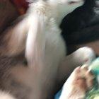 Was worried about bringing my new pupper home to my cat. I was right, it’s a massacre