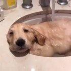 Just a dog and his sink..