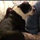 Just a screaming dog