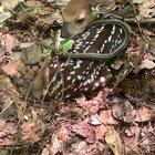 You have to admire the little guy's ambition