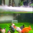 This aquarium setup with 24/7 live soccer