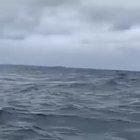 🔥 Just a 40 ton humpback whale getting two third of his body out of the water.