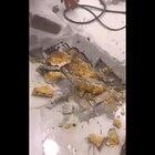 Во время ремонта в одной из китайских квартир, строители обнаружили в полу дошик. Видимо это было дешевле чем заливать бетон )