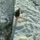 Chicken fucking dies