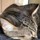 Sometimes I wake him up just to hear this