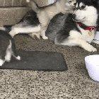 One clumsy husky