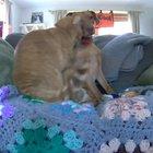 Every day I point the camera at the couch when I leave for work, so I can capture their snuggles.