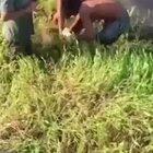 Не баян, а классика