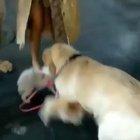 Oh I love walks; don’t you? Come let’s take one