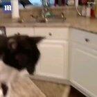 This is Jack. Former singer of chocolate rain and avid cigarette smoker, has used up 7 of his 9 lives.