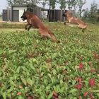 Антигравитационные собаки.