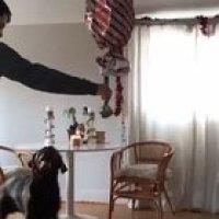 Best Birthday for a good boy!