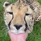 The sound of a contented cheetah