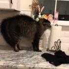 NOT a fan of the Easter Bunny