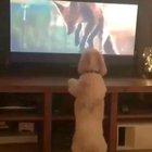 Heey, I can bounce too!