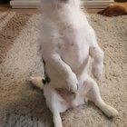 bruh sometimes i just catch him chillin and vibing out and i think maybe i should record. thought you guys would appreciate a couple more clips of Badger, it's been a while 😊