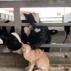 Cows licking a cat