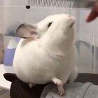 Chubby chinchilla looking satisfied while being combed