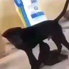 at least he got it on video?