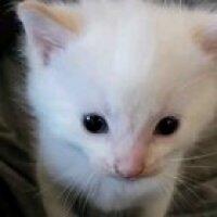 Fear the Lord of Cuteness, because He shall devour the souls of the infidels!