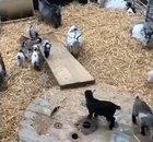 Baby goats
