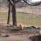 Foxes love scratches. Sound on