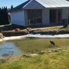Cat trying to catch a fish under a frozen pond