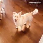 Deaf doggo melts my heart