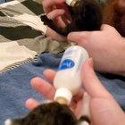 Feeding time for smol kitten nuggets ❤ (3 weeks old)