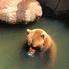 Brother bears blowing bubbles.